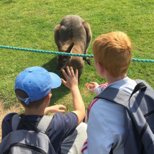 FinlayLouiewallaby