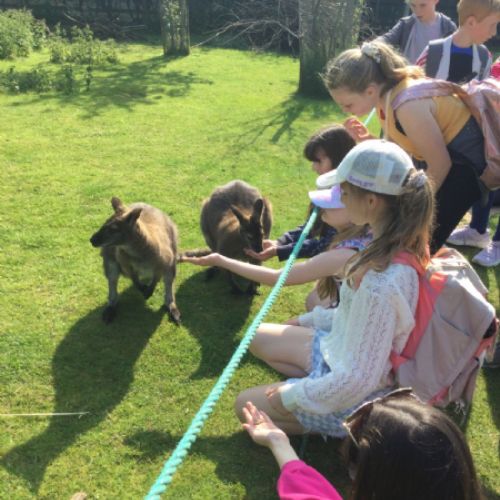 groupwithwallaby