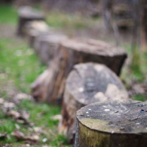WoodshackForestSchool14)1)