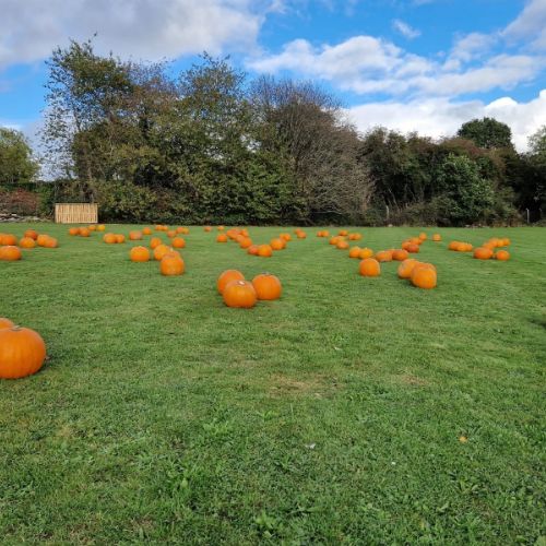 Pumpkins