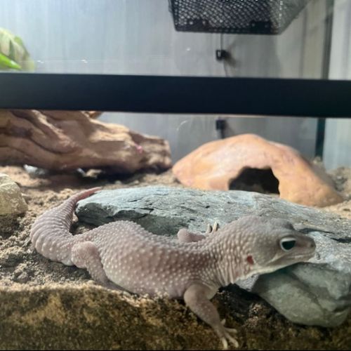 A new member to our school community